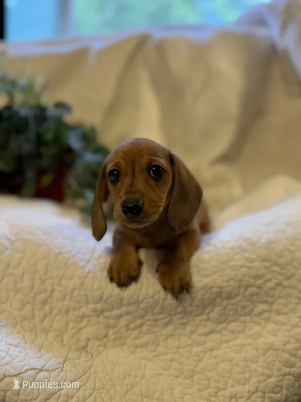 Hazel  – Miniature Dachshund puppy for sale in Santa Barbara, CA