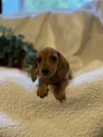 Hazel , a female Miniature Dachshund for sale in Santa Barbara, CA – 1 of 6