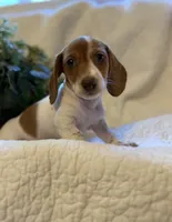 Latte, a female Miniature Dachshund for sale in Santa Barbara, CA – 2 of 9