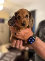 Kona , a male Miniature Dachshund for sale in Santa Barbara, CA – 2 of 6