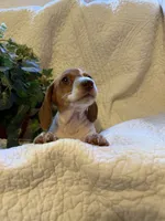Latte, a female Miniature Dachshund for sale in Santa Barbara, CA – 4 of 9