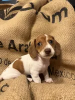 Latte, a female Miniature Dachshund for sale in Santa Barbara, CA – 8 of 9