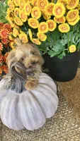 Winnie, a female Yorkshire Terrier for sale in Rockdale, TX – 6 of 7
