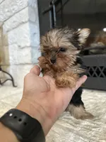 Winnie, a female Yorkshire Terrier for sale in Rockdale, TX – 4 of 7
