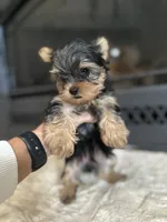 Binx, a male Yorkshire Terrier for sale in Rockdale, TX – 3 of 5