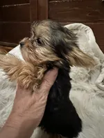 Sarah, a female Yorkshire Terrier for sale in Rockdale, TX – 7 of 10