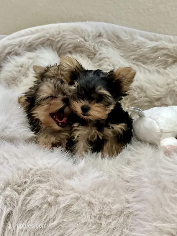 Binx – Yorkshire Terrier puppy for sale in Rockdale, TX