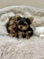 Binx, a male Yorkshire Terrier for sale in Rockdale, TX – 1 of 5