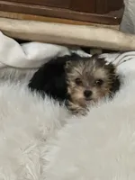 Sarah, a female Yorkshire Terrier for sale in Rockdale, TX – 6 of 10