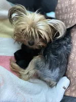 Sarah, a female Yorkshire Terrier for sale in Rockdale, TX – 8 of 10