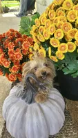 Sarah, a female Yorkshire Terrier for sale in Rockdale, TX – 9 of 10