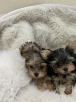 Sarah, a female Yorkshire Terrier for sale in Rockdale, TX – 4 of 10