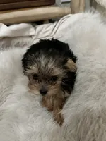 Sarah, a female Yorkshire Terrier for sale in Rockdale, TX – 3 of 10