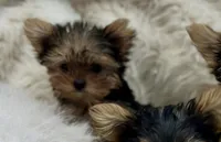 Winnie, a female Yorkshire Terrier for sale in Rockdale, TX – 1 of 7