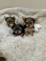 Winnie, a female Yorkshire Terrier for sale in Rockdale, TX – 2 of 7