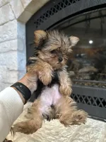 Sarah, a female Yorkshire Terrier for sale in Rockdale, TX – 5 of 10