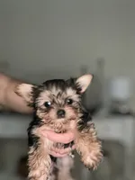 Binx, a male Yorkshire Terrier for sale in Rockdale, TX – 2 of 5