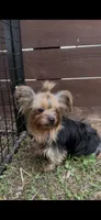 Sarah, a female Yorkshire Terrier for sale in Rockdale, TX – 10 of 10
