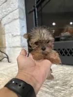 Winnie, a female Yorkshire Terrier for sale in Rockdale, TX – 5 of 7