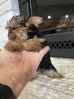Winnie, a female Yorkshire Terrier for sale in Rockdale, TX – 3 of 7