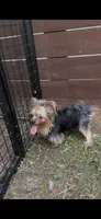 Winnie, a female Yorkshire Terrier for sale in Rockdale, TX – 7 of 7