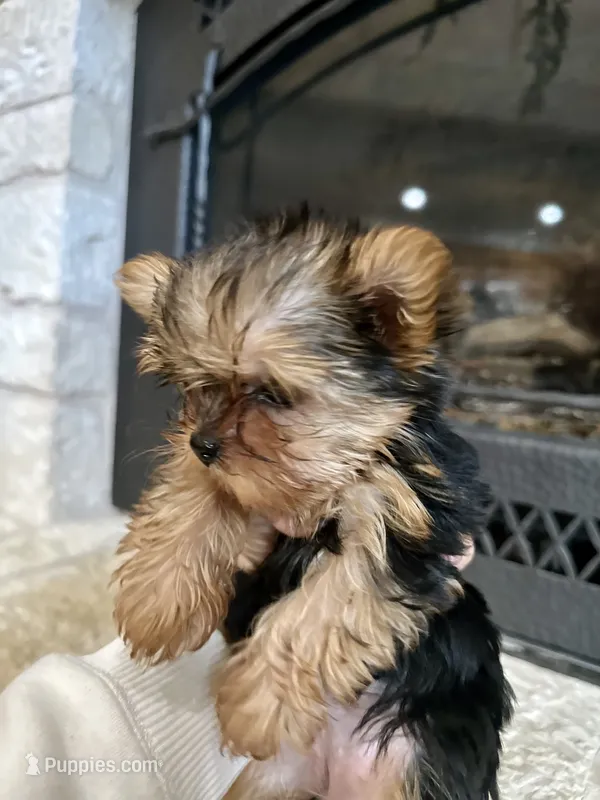 Sarah – Yorkshire Terrier puppy for sale in Rockdale, TX