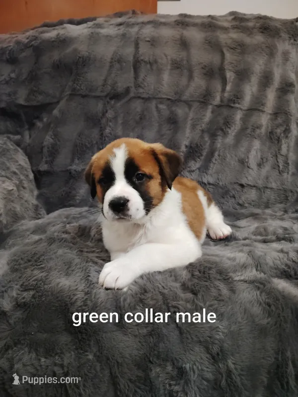 Green collar male  – Saint Bernard puppy for sale in Smithville, MO