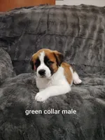 Green collar male , a male Saint Bernard for sale in Smithville, MO – 1 of 3