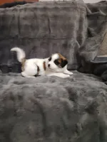Orange collar male, a male Saint Bernard for sale in Smithville, MO – 2 of 2