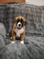 Purple collar female , a female Saint Bernard for sale in Smithville, MO – 2 of 2