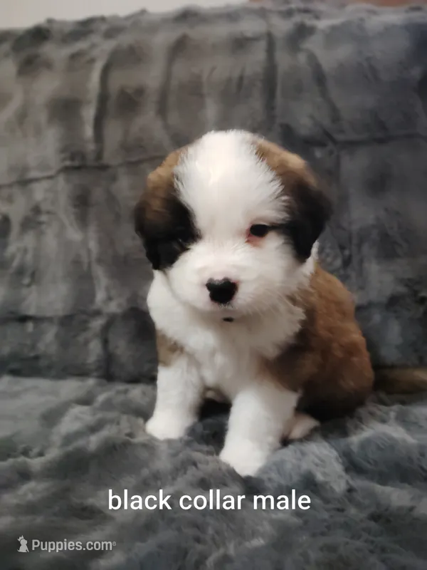 Black collar male  – Saint Bernard puppy for sale in Smithville, MO