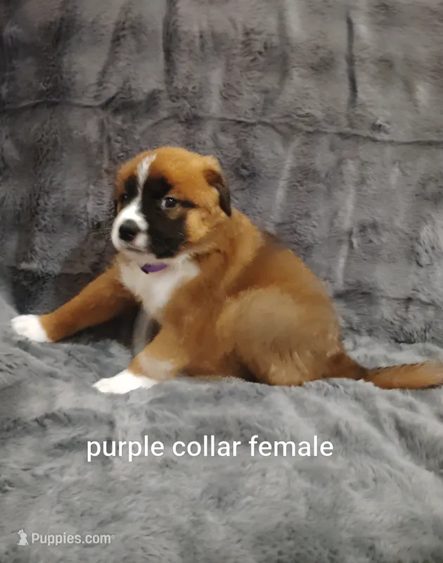 Purple collar female  – Saint Bernard puppy for sale in Smithville, MO