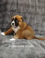 Purple collar female , a female Saint Bernard for sale in Smithville, MO – 1 of 2