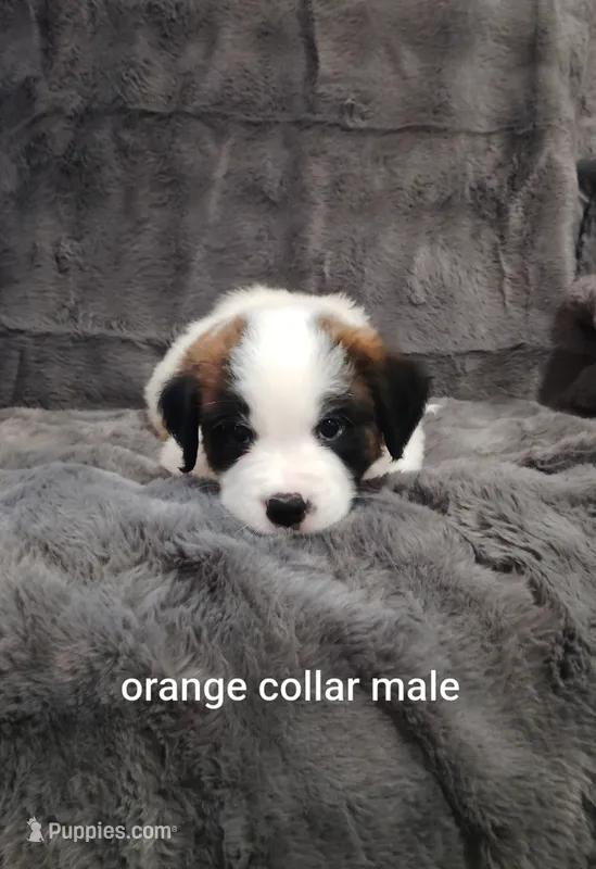 Orange collar male – Saint Bernard puppy for sale in Smithville, MO