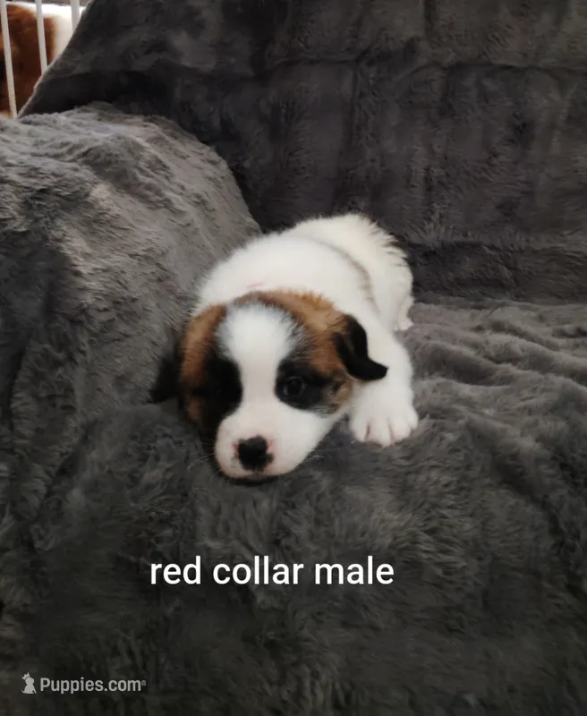 Red collar male  – Saint Bernard puppy for sale in Smithville, MO
