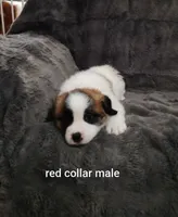 Red collar male , a male Saint Bernard for sale in Smithville, MO – 1 of 2