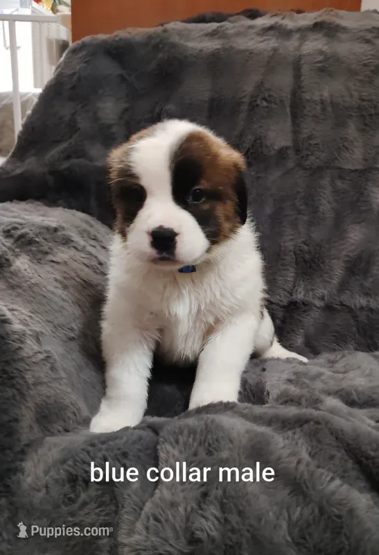 Blue collar male  – Saint Bernard puppy for sale in Smithville, MO