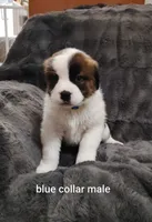 Blue collar male , a male Saint Bernard for sale in Smithville, MO – 1 of 2