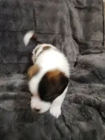 Blue collar male , a male Saint Bernard for sale in Smithville, MO – 2 of 2
