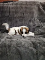 Red collar male , a male Saint Bernard for sale in Smithville, MO – 2 of 2