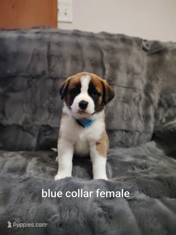 Blue collar female  – Saint Bernard puppy for sale in Smithville, MO