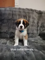 Blue collar female , a female Saint Bernard for sale in Smithville, MO – 1 of 1