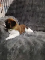 Green collar female , a female Saint Bernard for sale in Smithville, MO – 2 of 2