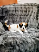 Yellow collar female , a female Saint Bernard for sale in Smithville, MO – 2 of 2