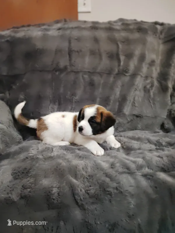 Yellow collar female  – Saint Bernard puppy for sale in Smithville, MO
