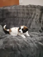 Yellow collar female , a female Saint Bernard for sale in Smithville, MO – 1 of 2