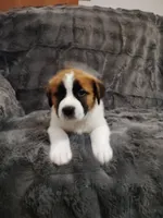 Green collar male , a male Saint Bernard for sale in Smithville, MO – 2 of 3