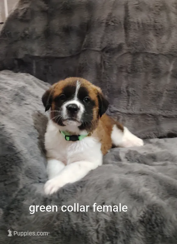 Green collar female  – Saint Bernard puppy for sale in Smithville, MO