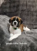 Green collar female , a female Saint Bernard for sale in Smithville, MO – 1 of 2
