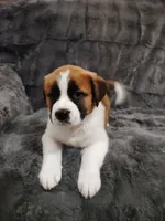 Green collar male , a male Saint Bernard for sale in Smithville, MO – 3 of 3